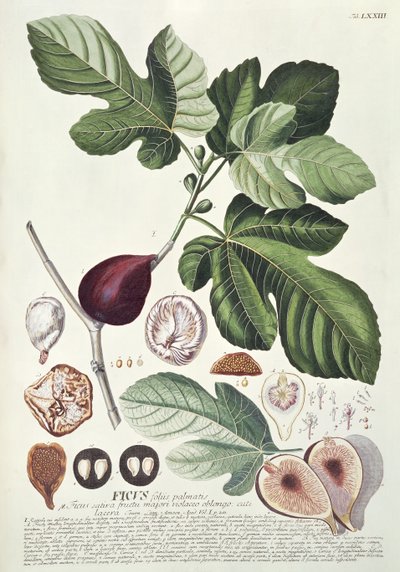 Ficus (fig) af Georg Dionysius Ehret
